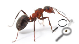 STUDY: Ants Spend Days Burning Shit With Magnifying Glass